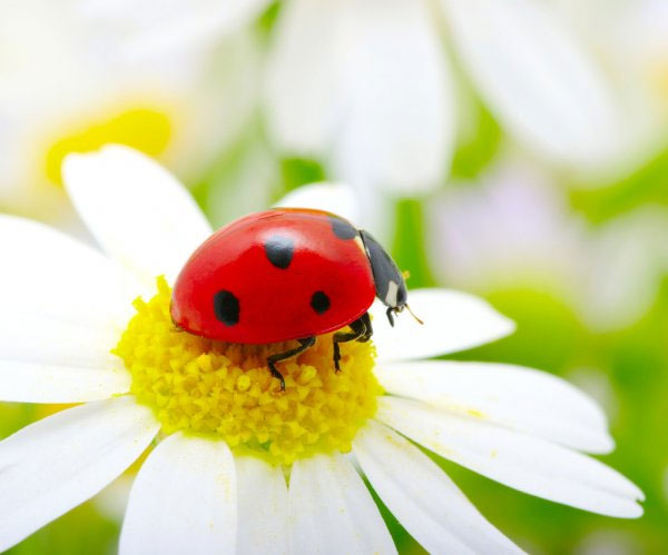 ด้วงเต่าลาย-(-Ladybird-beetles-,-Ladybugs-)