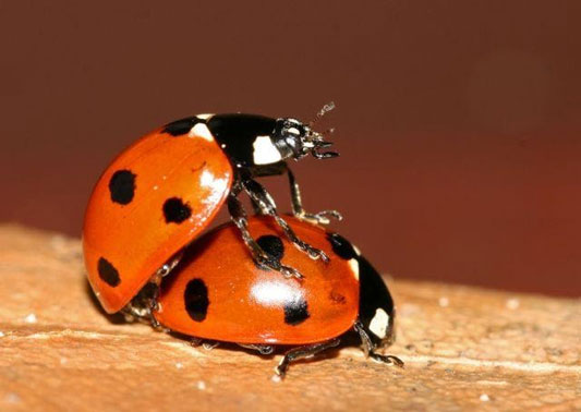 ด้วงเต่าลาย-(-Ladybird-beetles-,-Ladybugs-)