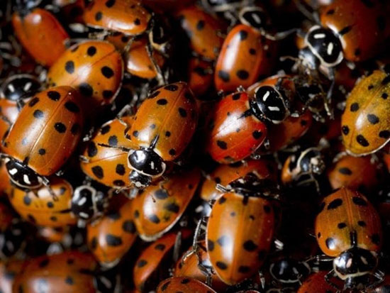 ด้วงเต่าลาย-(-Ladybird-beetles-,-Ladybugs-