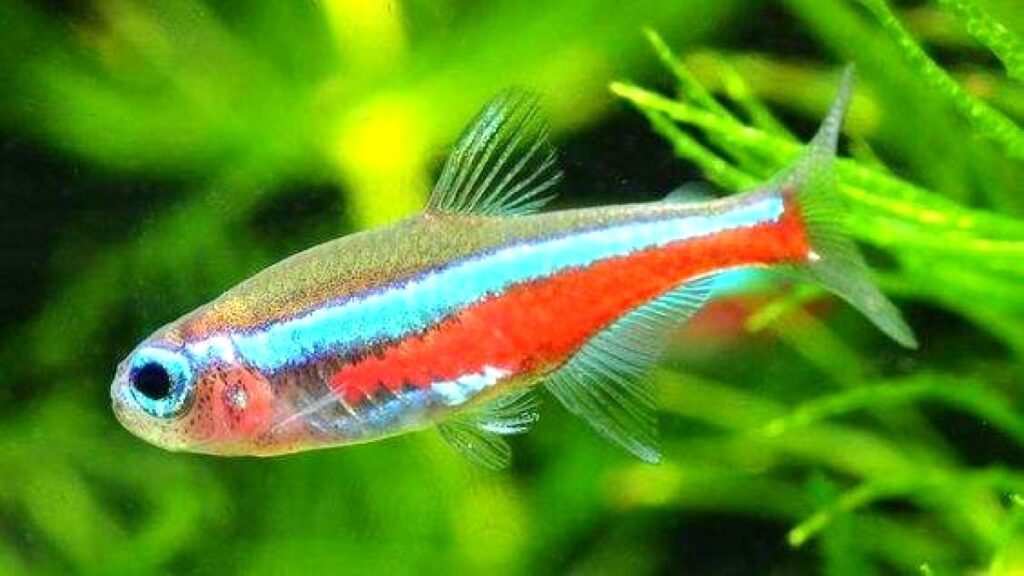 neon fish