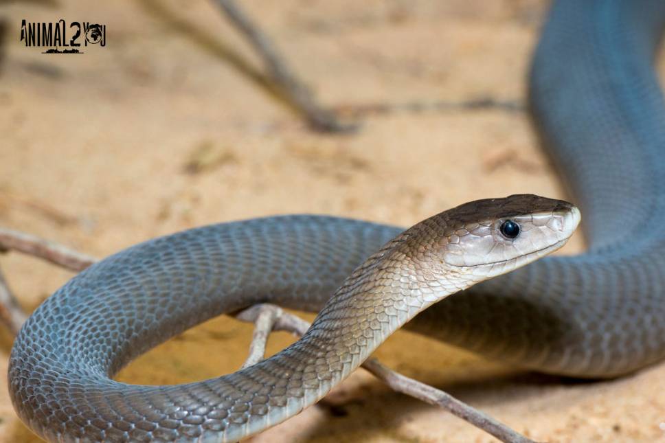 Dendroaspis polylepis