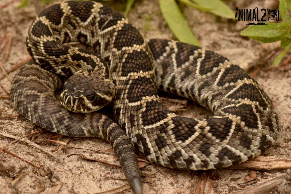 Crotalus adamanteus