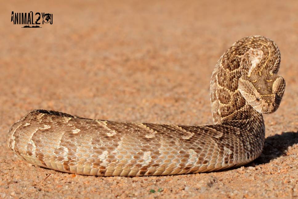 Bitis arietans