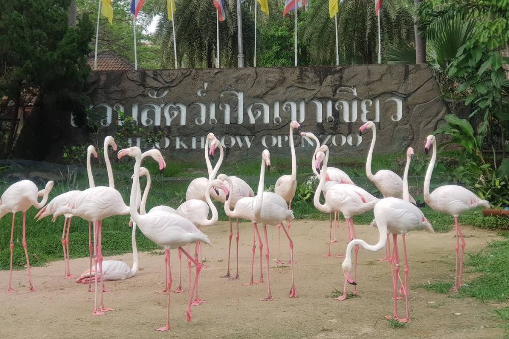 นกฟลามิงโก้